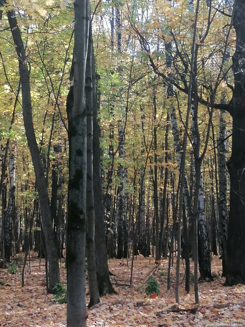 Новый парк Кусково, теперь не лесопарк (фото 9)