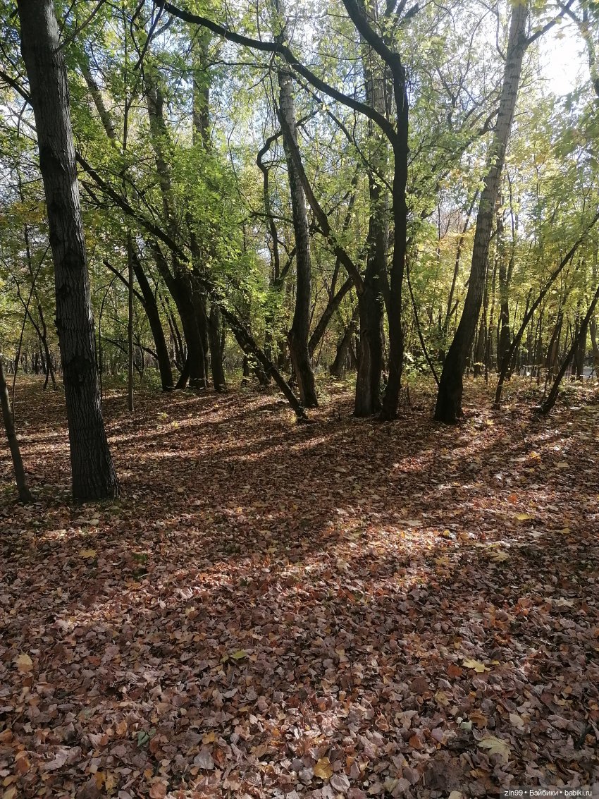 Новый парк Кусково, теперь не лесопарк (фото 8)