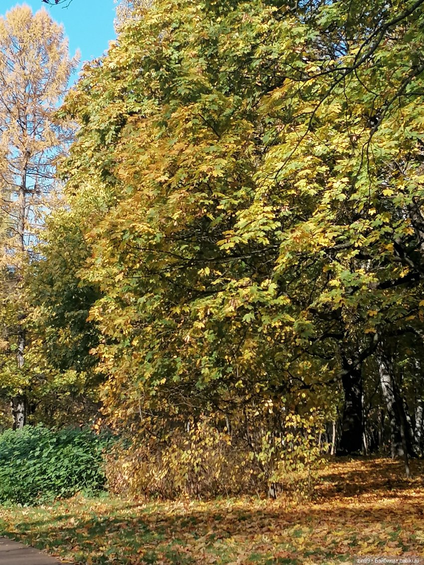 Новый парк Кусково, теперь не лесопарк