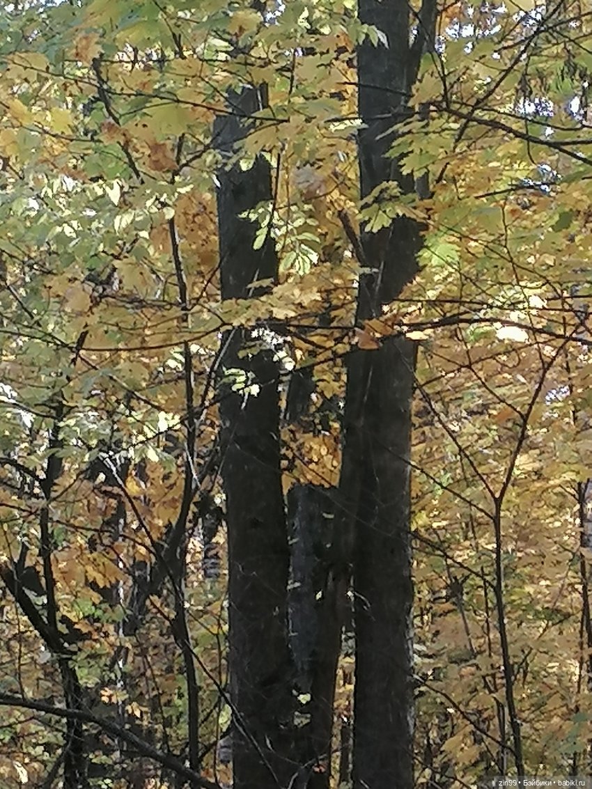Новый парк Кусково, теперь не лесопарк
