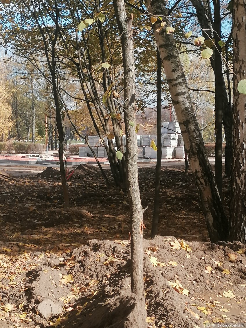 Новый парк Кусково, теперь не лесопарк