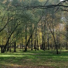 Новый парк Кусково, теперь не лесопарк!