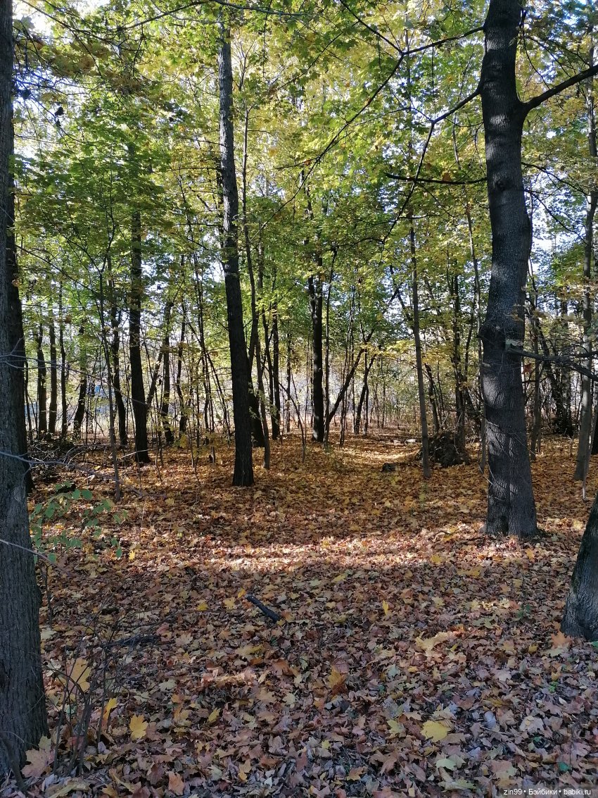 Осень в Измайловском парке, какая она | Бэйбики Осень в Измайловском парке, какая она