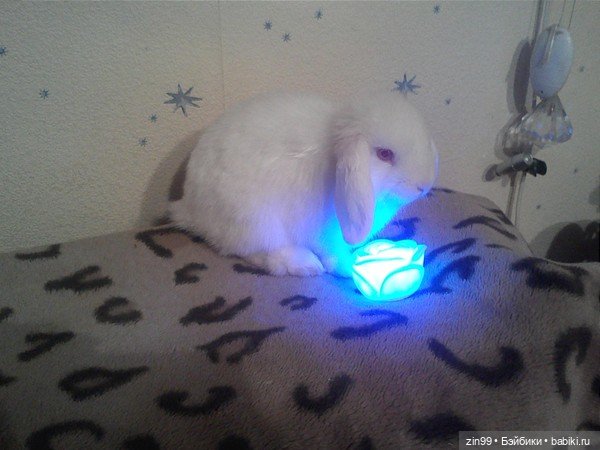 Кролики! Они мягкие и пушистые (фото 2)