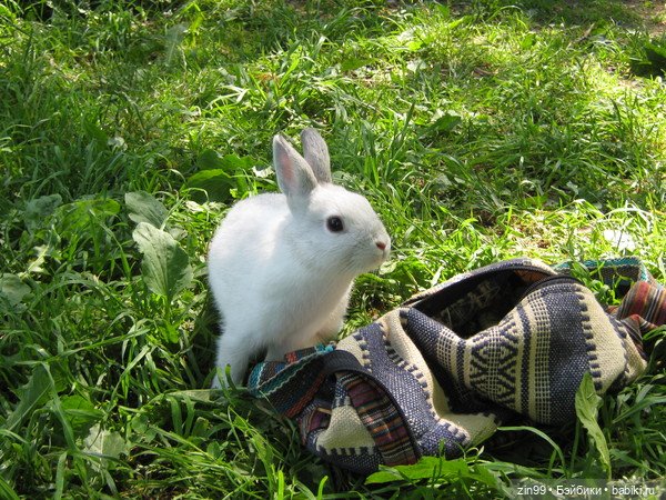 Кролики! Они мягкие и пушистые