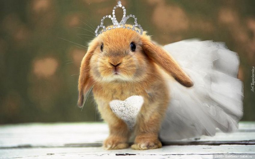 Кролики! Они мягкие и пушистые