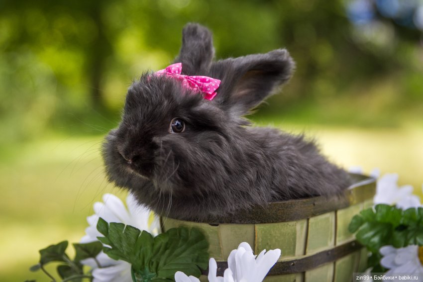 Кролики! Они мягкие и пушистые