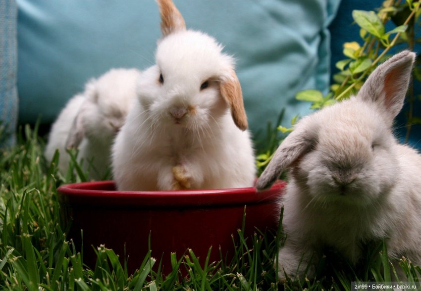 Кролики! Они мягкие и пушистые