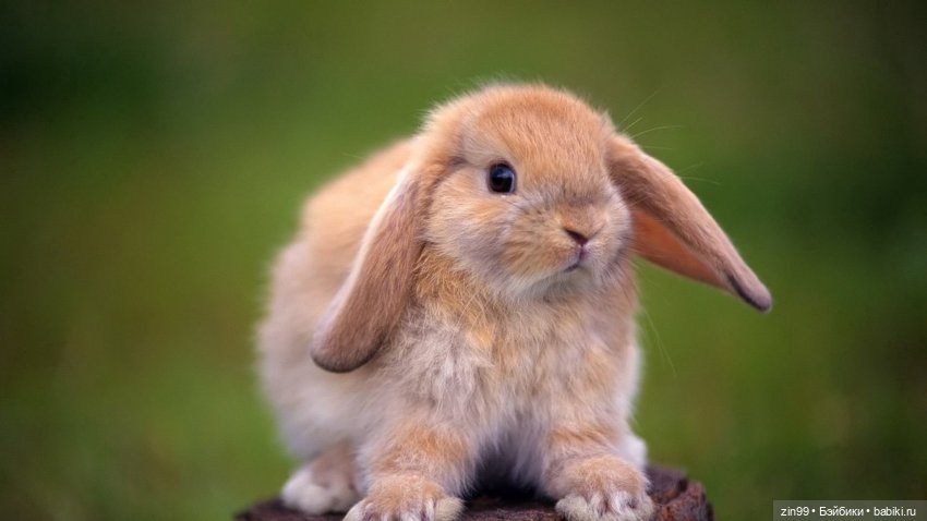 Кролики! Они мягкие и пушистые