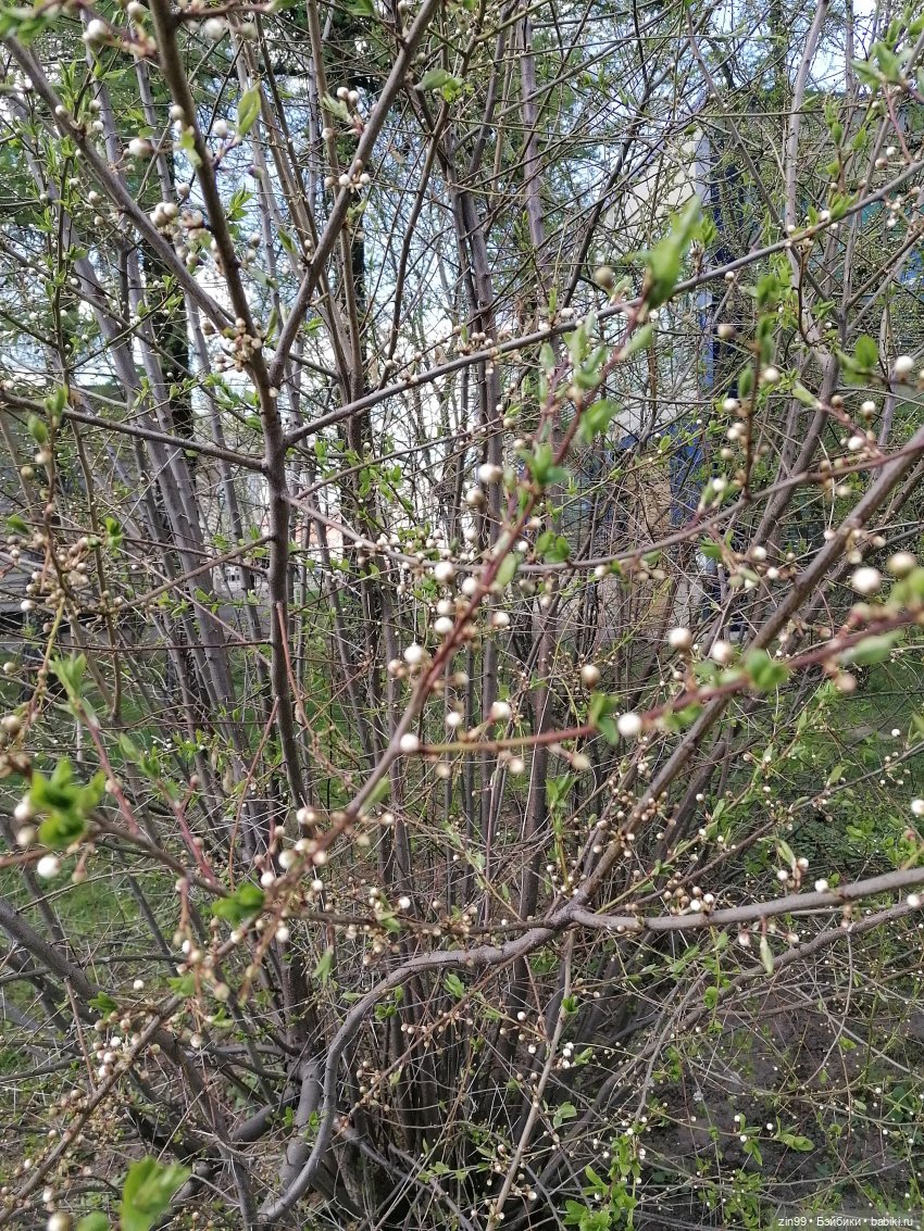 Прогулка на ВДНХ в апреле | Бэйбики Прогулка на ВДНХ в апреле