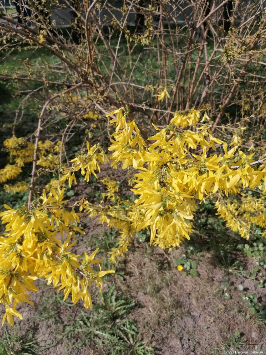 Прогулка на ВДНХ в апреле | Бэйбики Прогулка на ВДНХ в апреле
