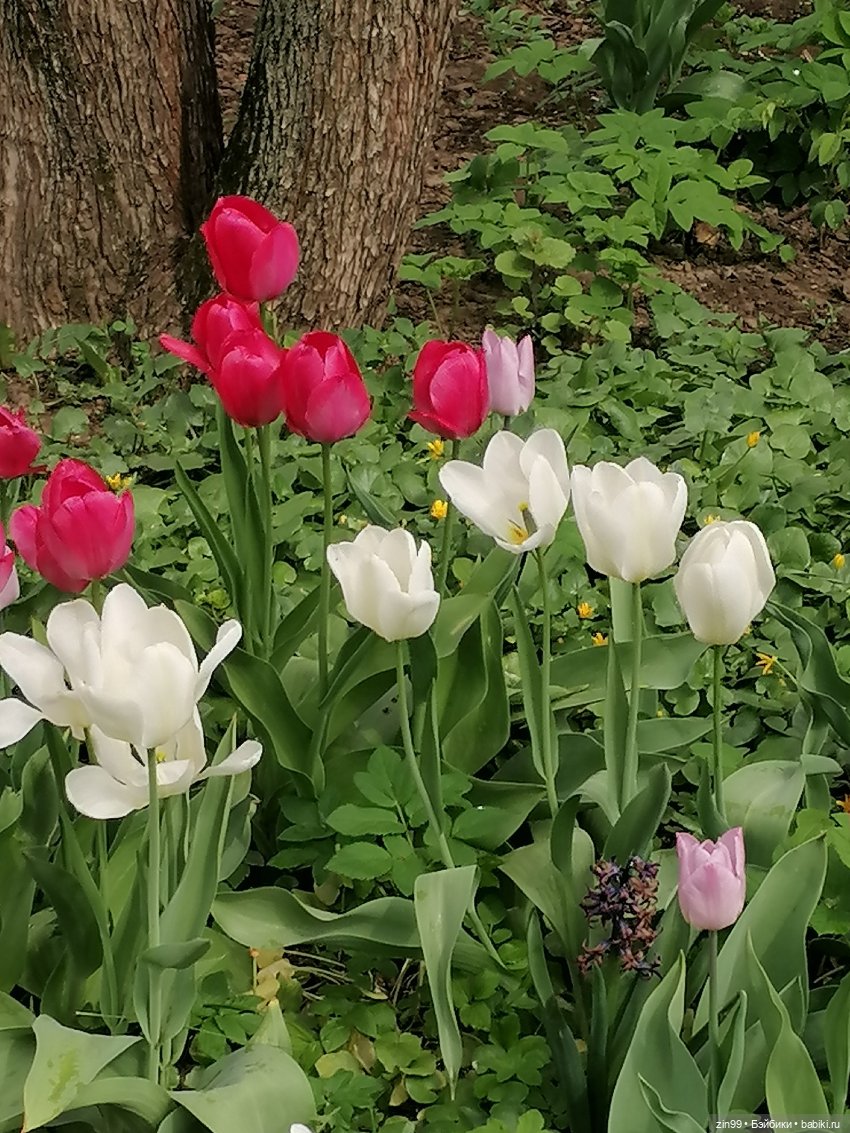 День Рожденья! Нет Юбилей