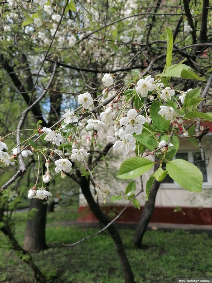 Эми Ванда Rainbow High | Бэйбики Эми Ванда Rainbow High — Куклы Rainbow High (Рейнбоу Хай (фото 5)