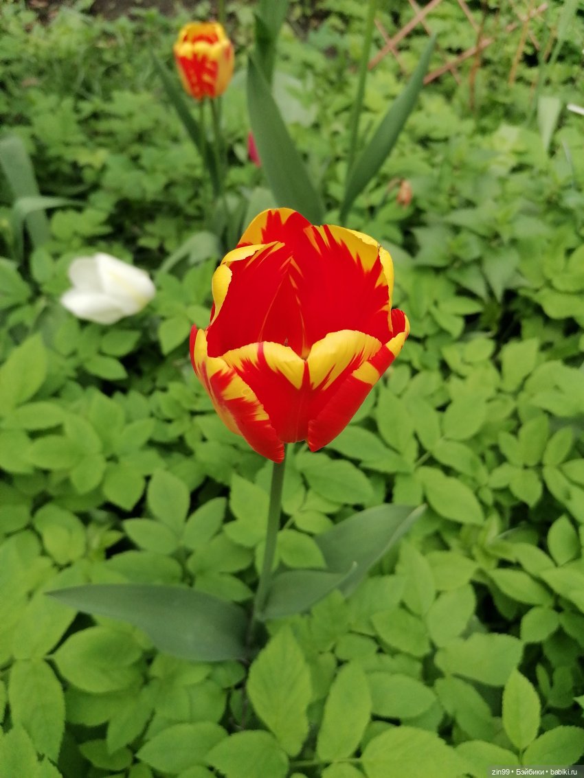 Эми Ванда Rainbow High | Бэйбики Эми Ванда Rainbow High — Куклы Rainbow High (Рейнбоу Хай (фото 7)