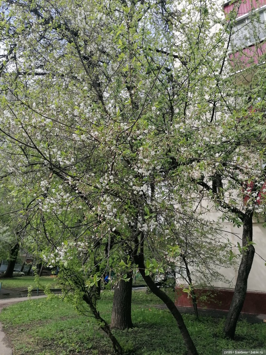 Эми Ванда Rainbow High | Бэйбики Эми Ванда Rainbow High — Куклы Rainbow High (Рейнбоу Хай