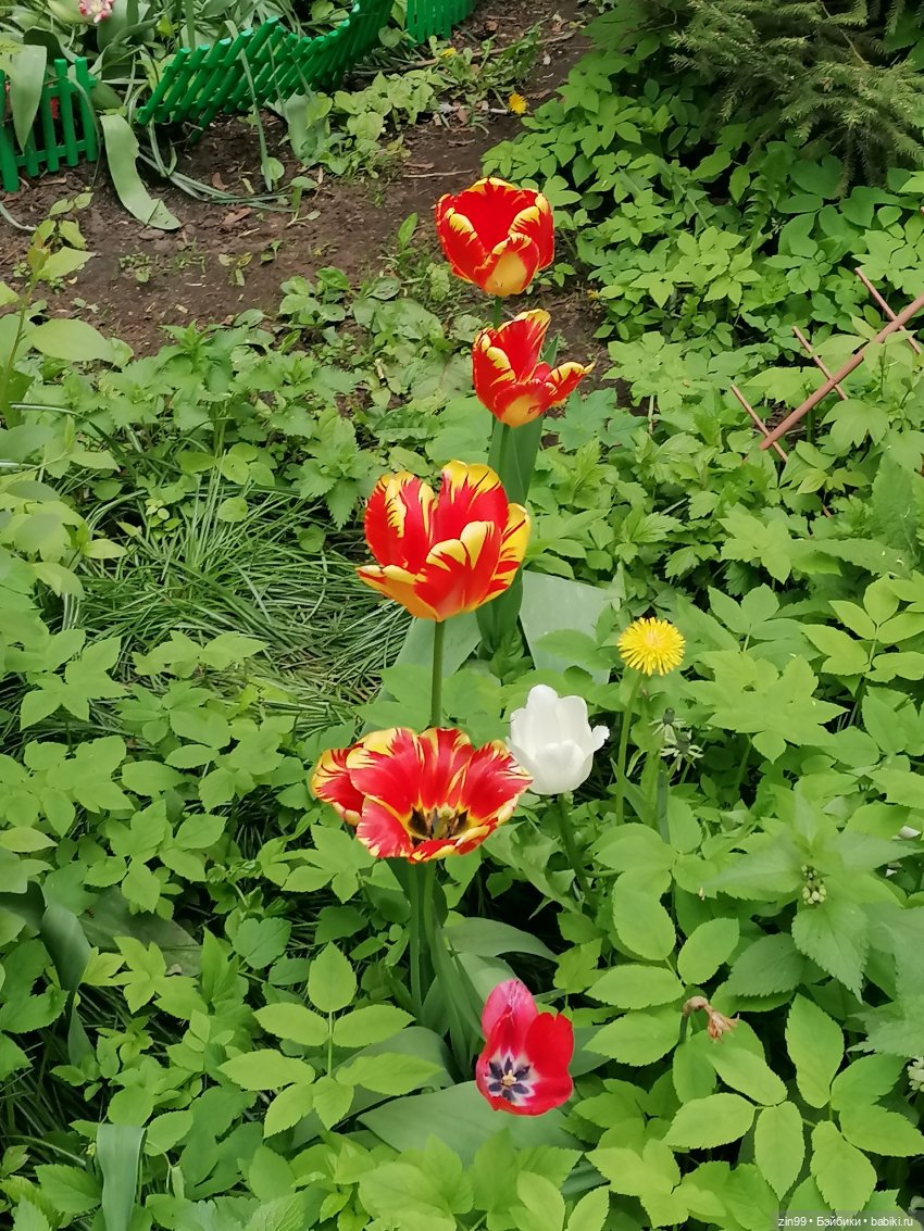 Шерил Мейер Rainbow High | Бэйбики Шерил Мейер Rainbow High — Куклы Rainbow High (Рейнбоу Хай (фото 10)