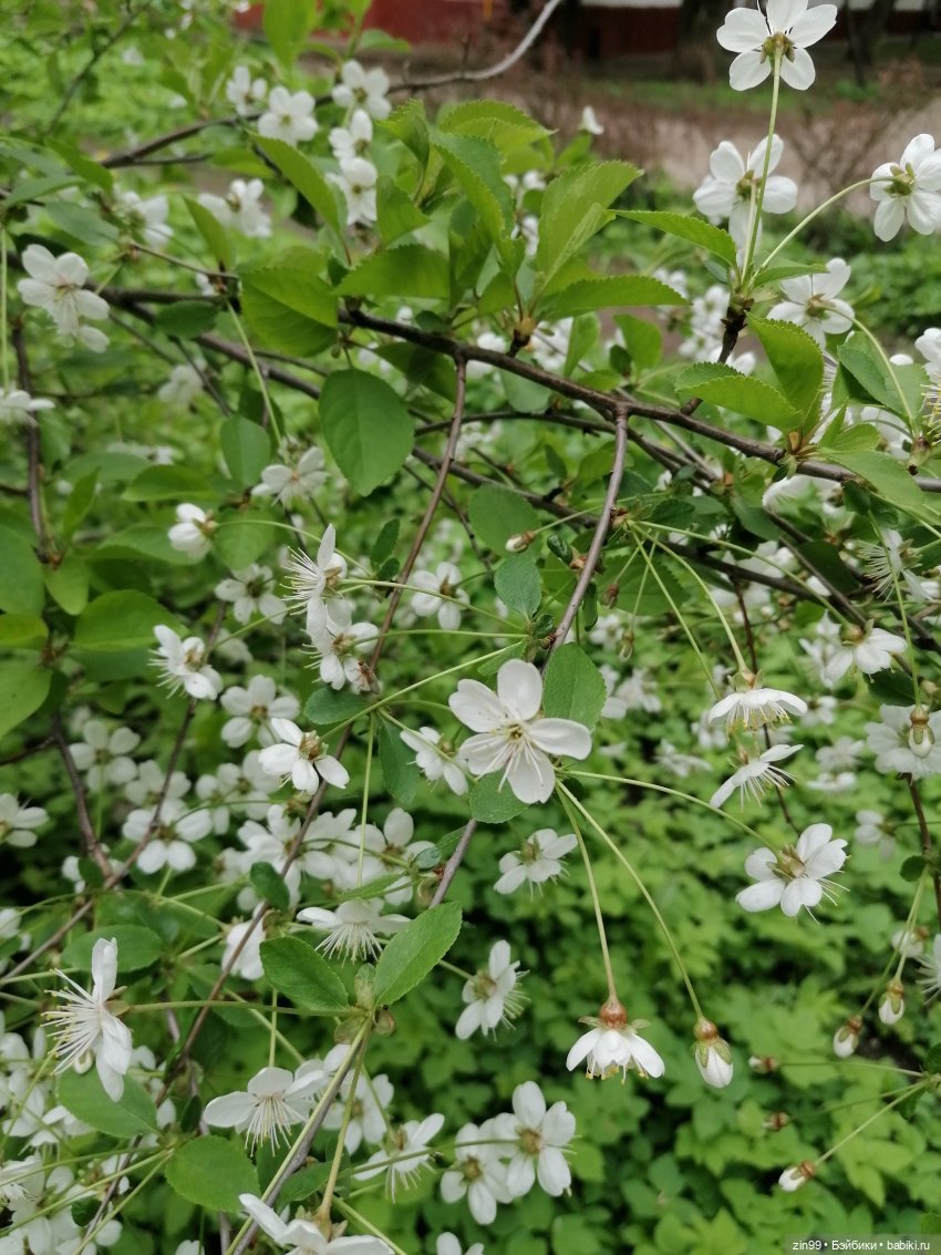 Шерил Мейер Rainbow High | Бэйбики Шерил Мейер Rainbow High — Куклы Rainbow High (Рейнбоу Хай