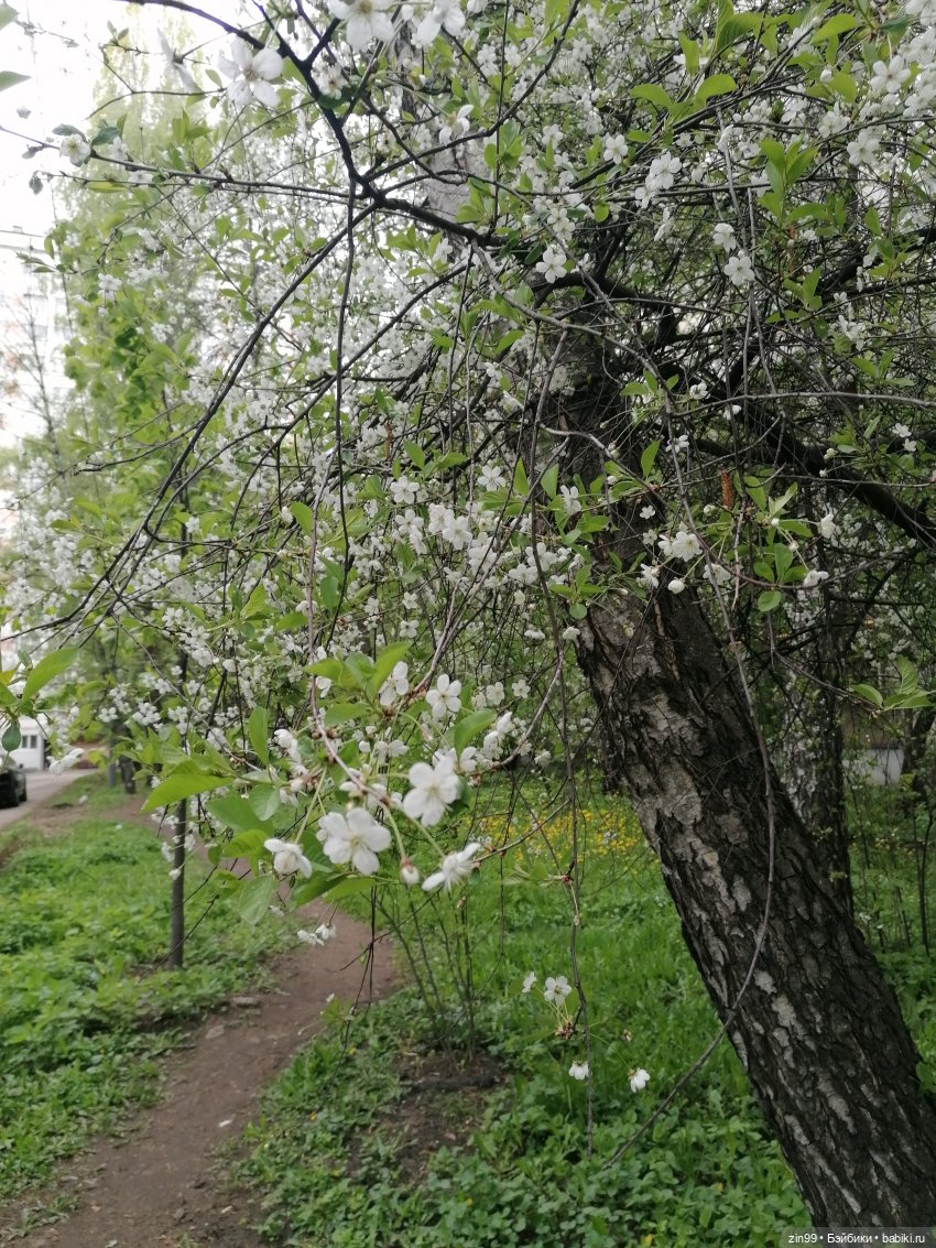 Шерил Мейер Rainbow High | Бэйбики Шерил Мейер Rainbow High — Куклы Rainbow High (Рейнбоу Хай