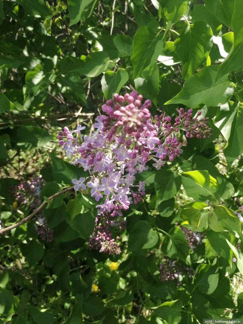 Принцесса в розовом Kidz'n'Cats! Мечта сбылась! Ура