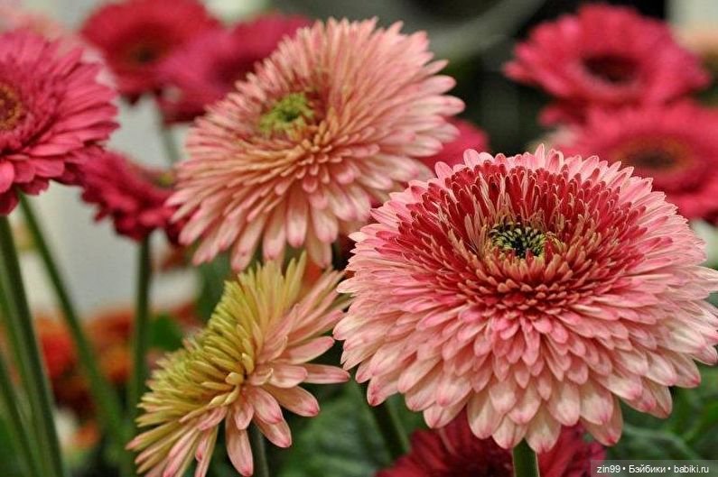 Гербера цветок! Или наряд Гербера для куклы | Бэйбики Гербера цветок! Или наряд Гербера для куклы (фото 10)