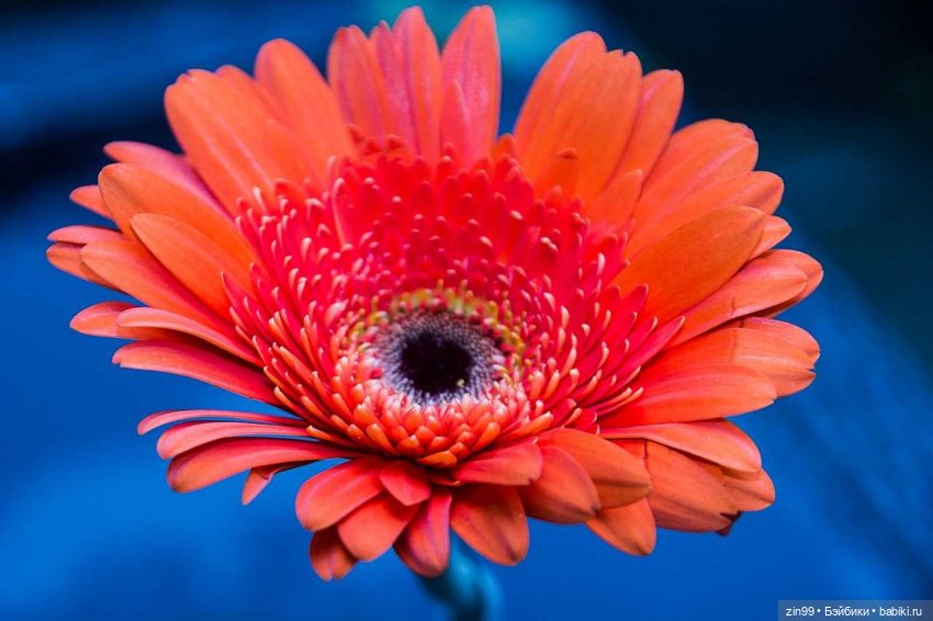 Гербера цветок! Или наряд Гербера для куклы | Бэйбики Гербера цветок! Или наряд Гербера для куклы (фото 4)