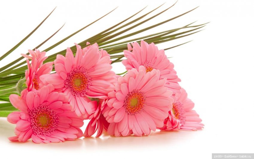 Гербера цветок! Или наряд Гербера для куклы | Бэйбики Гербера цветок! Или наряд Гербера для куклы (фото 2)