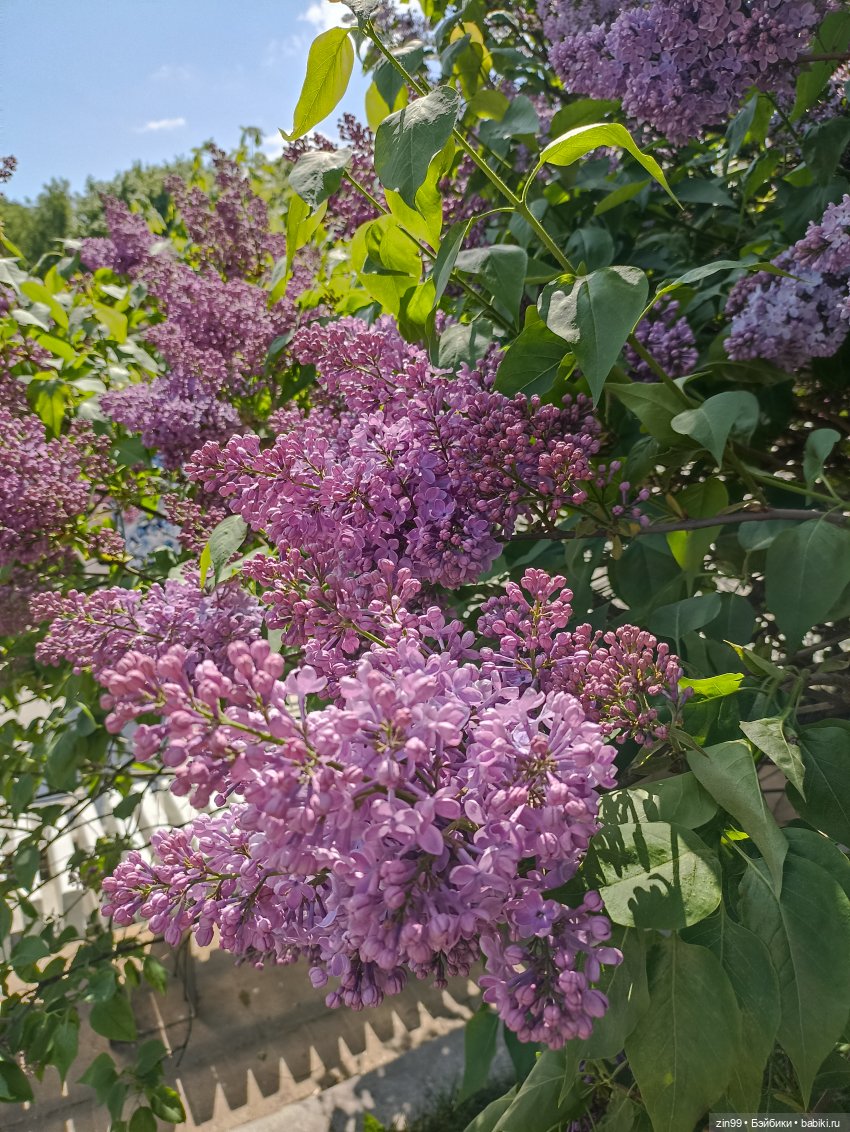 Сирень! Сиреневый сад в мае! Кукла Юлика Kidz'n'Cats