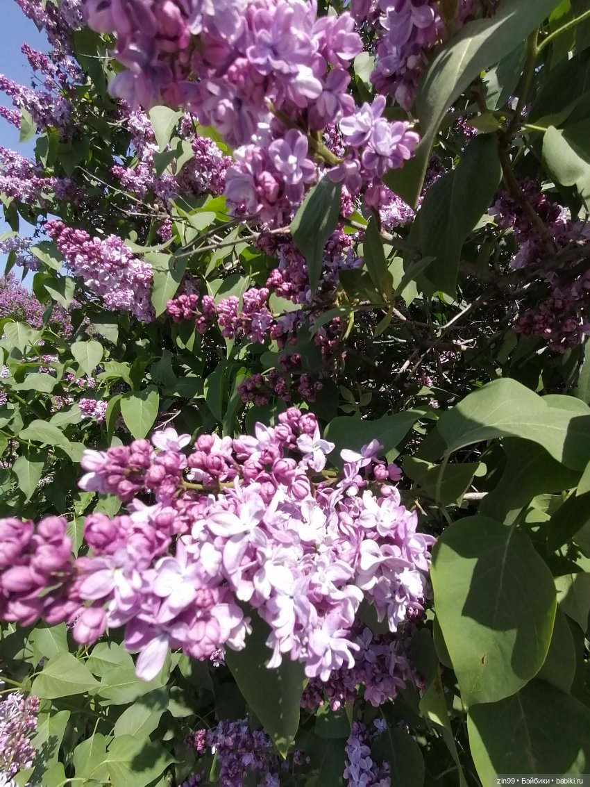 Сирень! Сиреневый сад в мае! Кукла Юлика Kidz'n'Cats