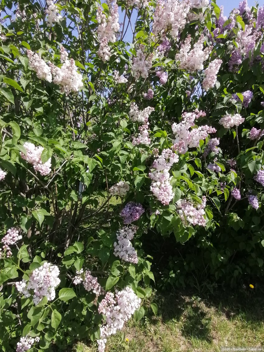 Сирень! Сиреневый сад в мае! Кукла Юлика Kidz'n'Cats (фото 10)