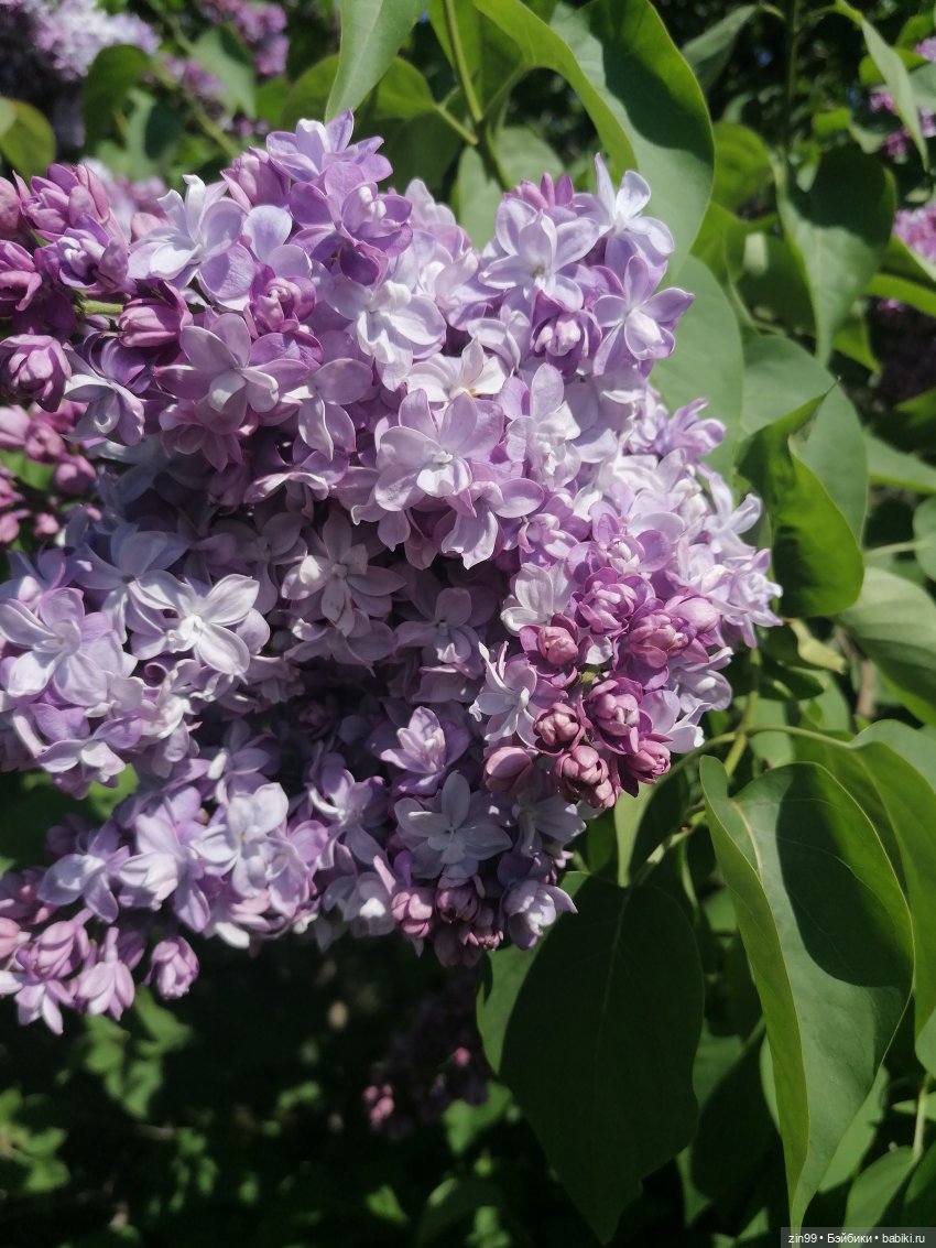 Сирень! Сиреневый сад в мае! Кукла Юлика Kidz'n'Cats (фото 2)