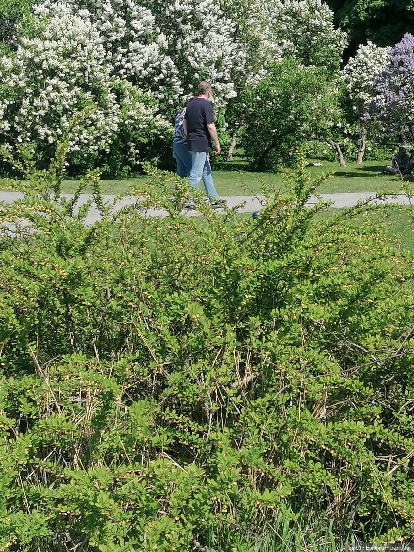 Сирень! Сиреневый сад в мае! Кукла Юлика Kidz'n'Cats