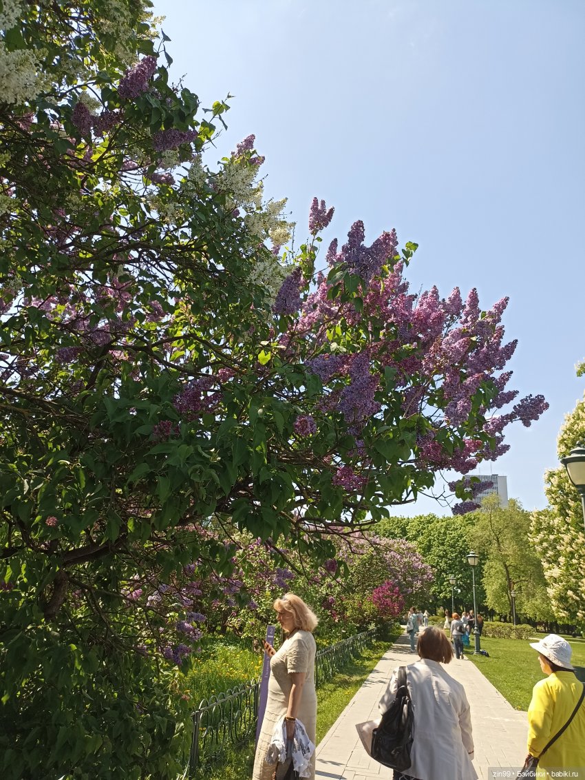 Сирень! Сиреневый сад в мае! Кукла Юлика Kidz'n'Cats