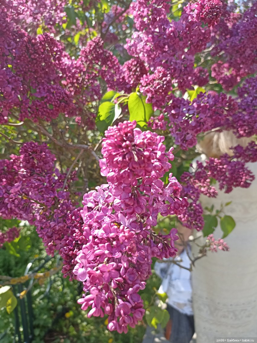 Сирень! Сиреневый сад в мае! Кукла Юлика Kidz'n'Cats