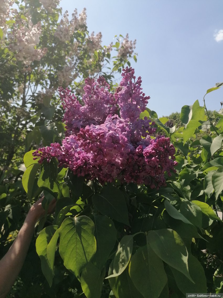 Сирень! Сиреневый сад в мае! Кукла Юлика Kidz'n'Cats