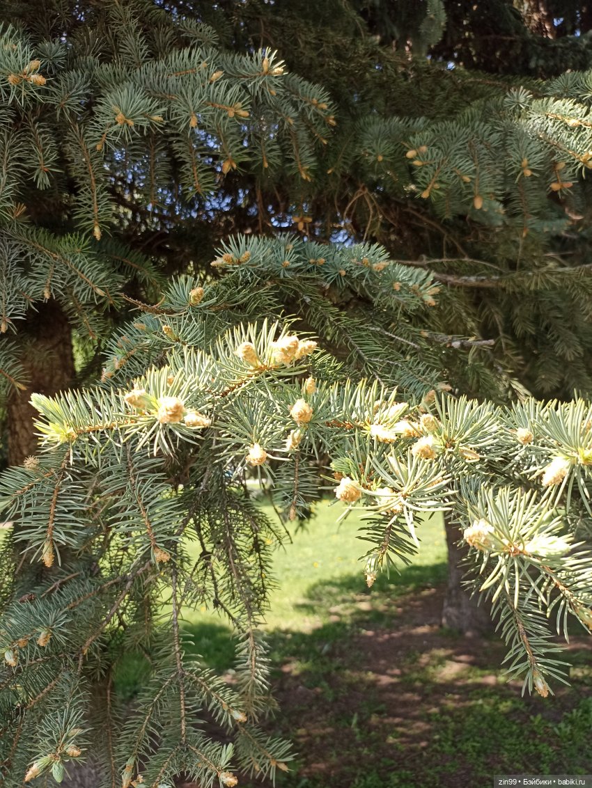 Сирень! Сиреневый сад в мае! Кукла Юлика Kidz'n'Cats