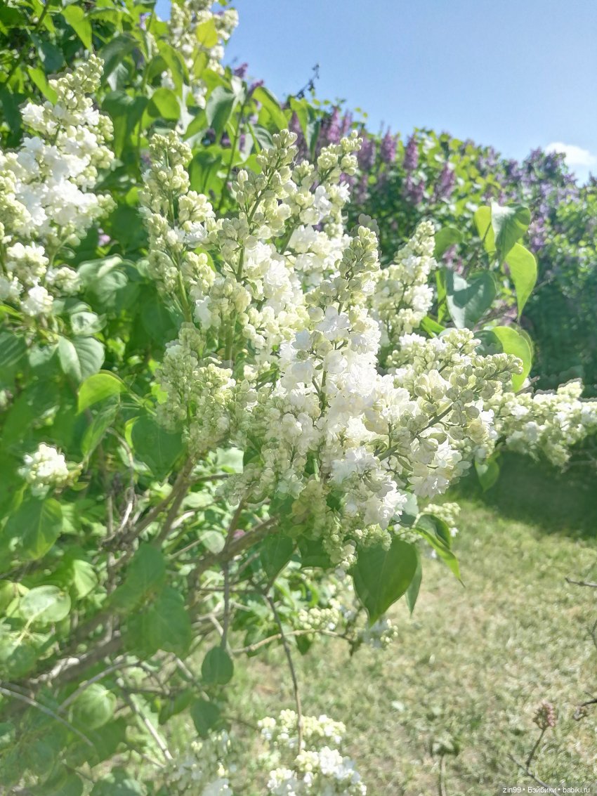 Сирень! Сиреневый сад в мае! Кукла Юлика Kidz'n'Cats (фото 3)