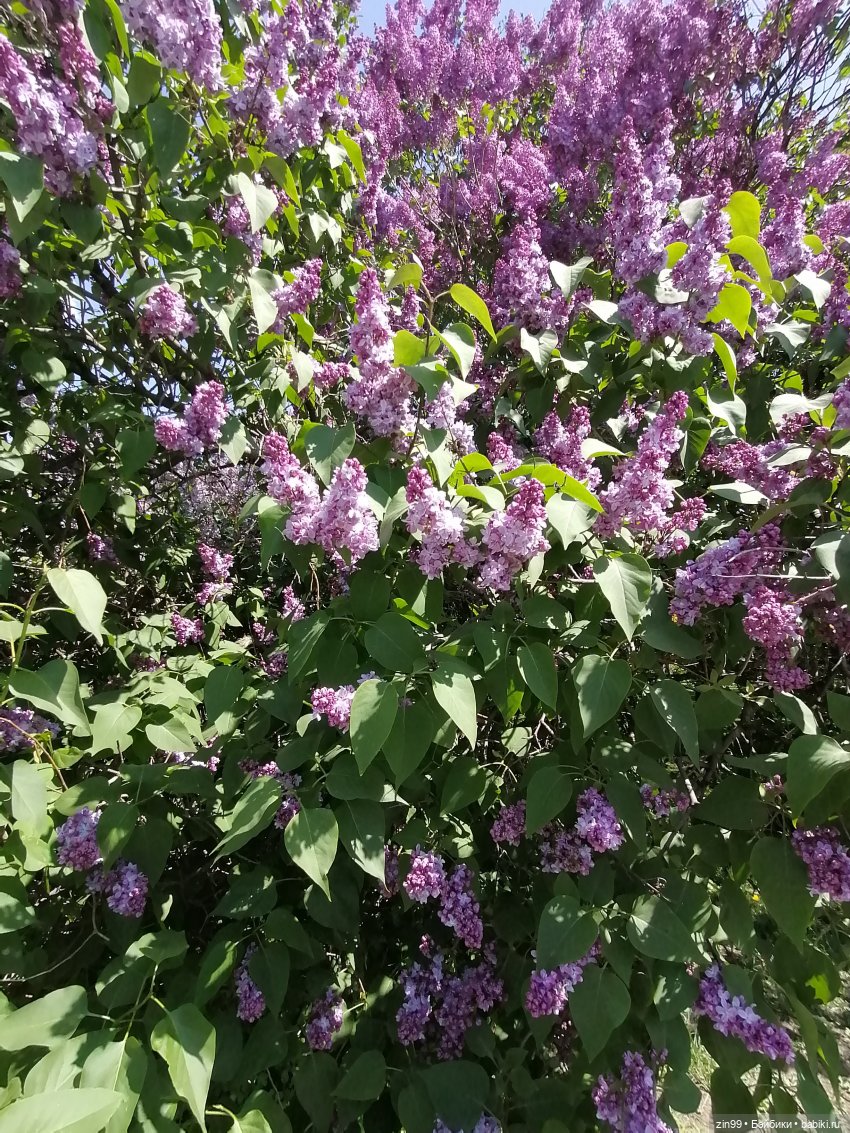 Сирень! Сиреневый сад в мае! Кукла Юлика Kidz'n'Cats