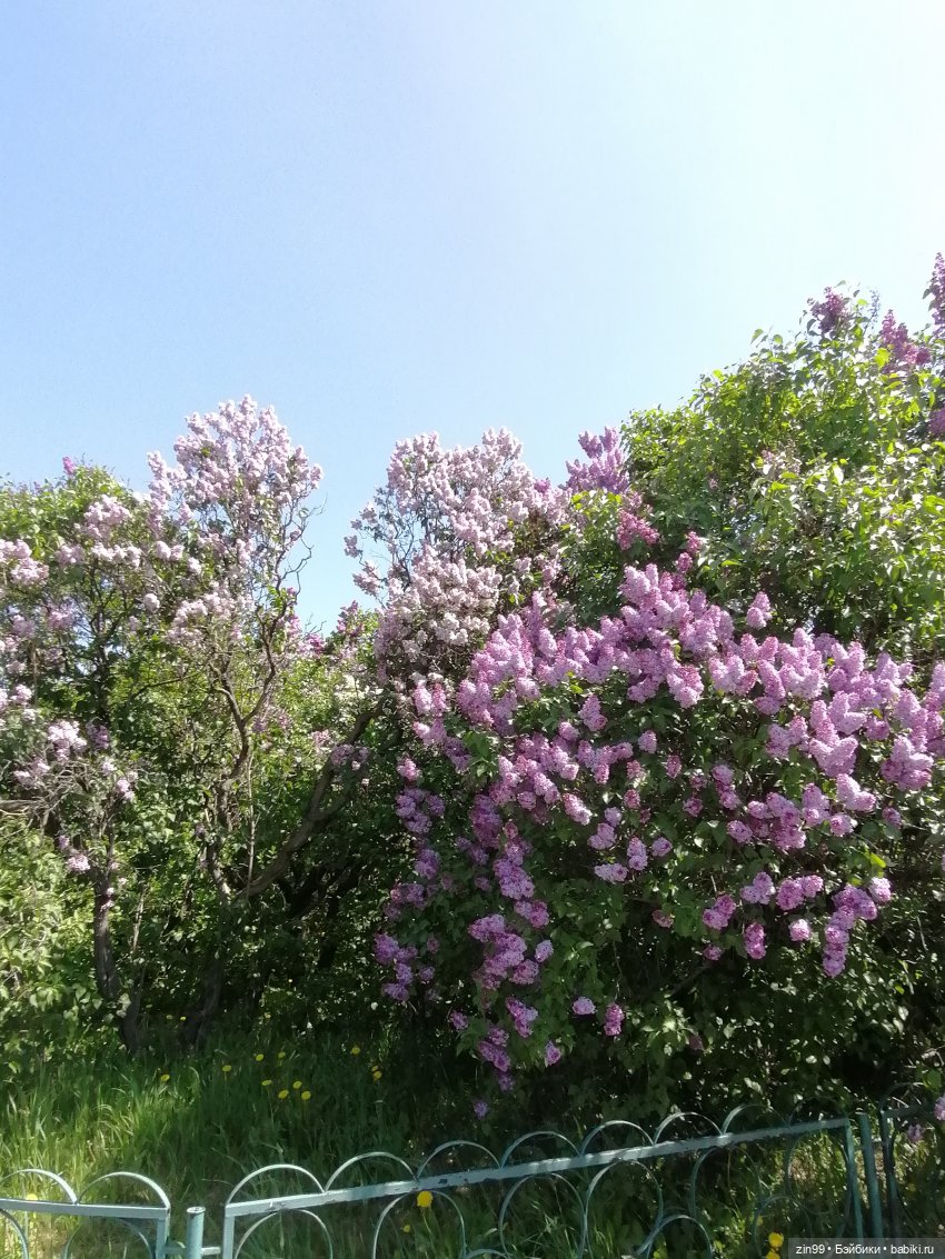 Сирень! Сиреневый сад в мае! Кукла Юлика Kidz'n'Cats