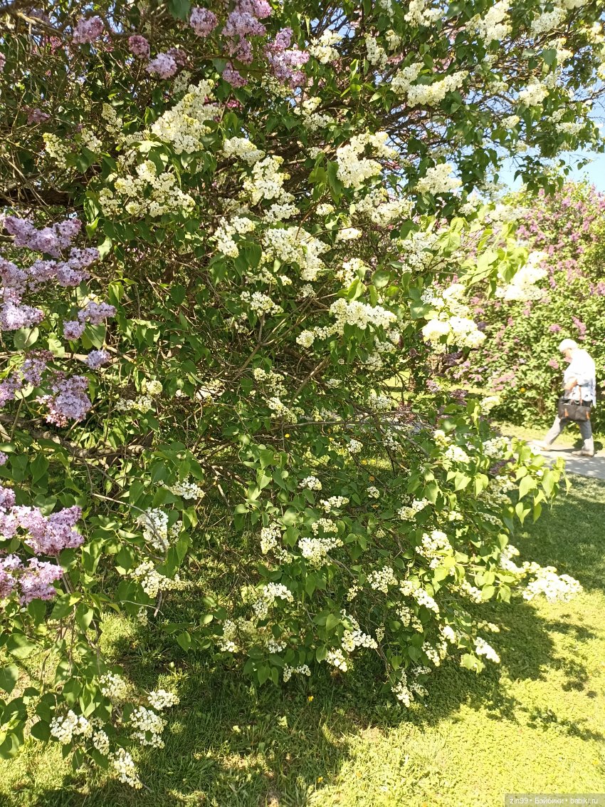 Сирень! Сиреневый сад в мае! Кукла Юлика Kidz'n'Cats