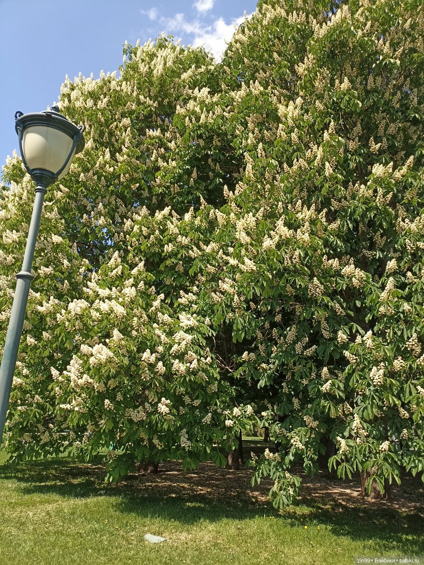 Сирень! Сиреневый сад в мае! Кукла Юлика Kidz'n'Cats