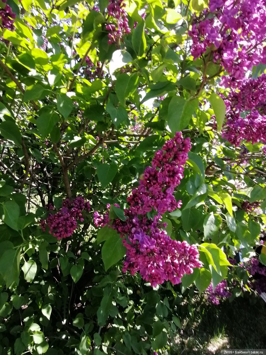 Сирень! Сиреневый сад в мае! Кукла Юлика Kidz'n'Cats