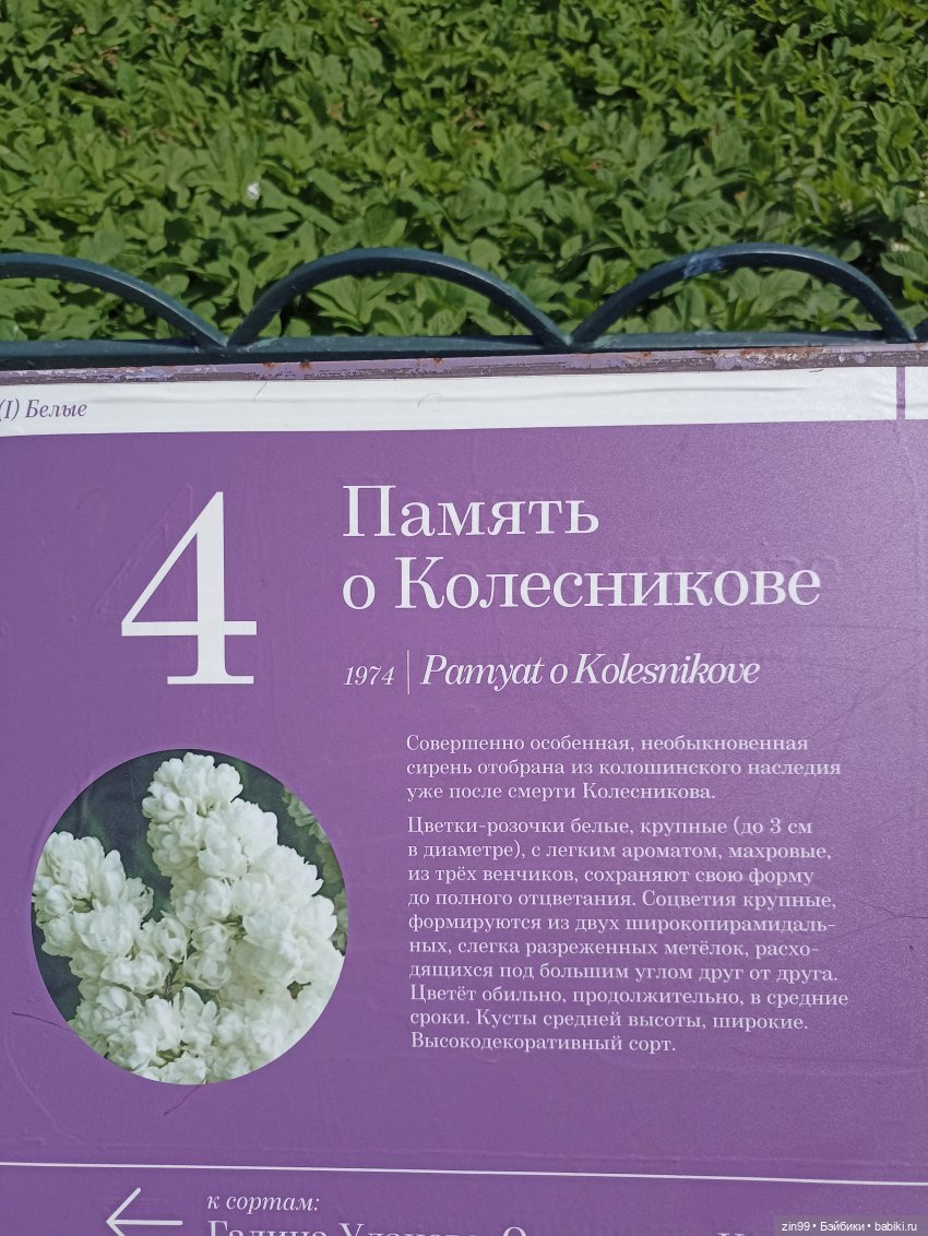 Сирень! Сиреневый сад в мае! Кукла Юлика Kidz'n'Cats