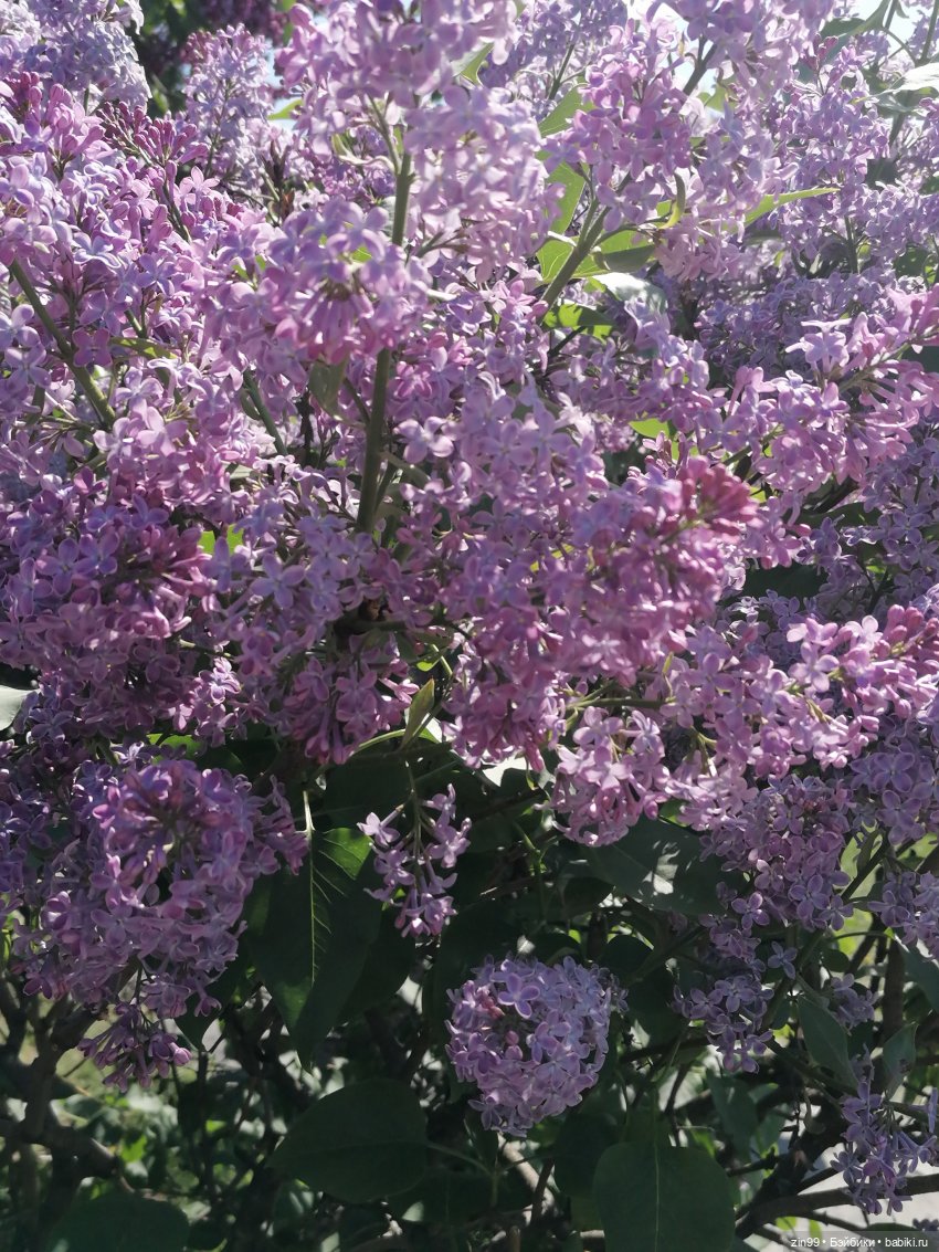 Сирень! Сиреневый сад в мае! Кукла Юлика Kidz'n'Cats