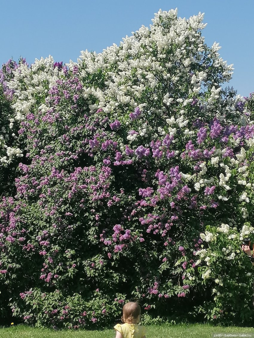 Сирень! Сиреневый сад в мае! Кукла Юлика Kidz'n'Cats