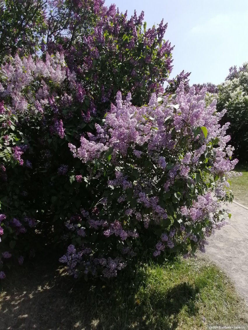 Сирень! Сиреневый сад в мае! Кукла Юлика Kidz'n'Cats