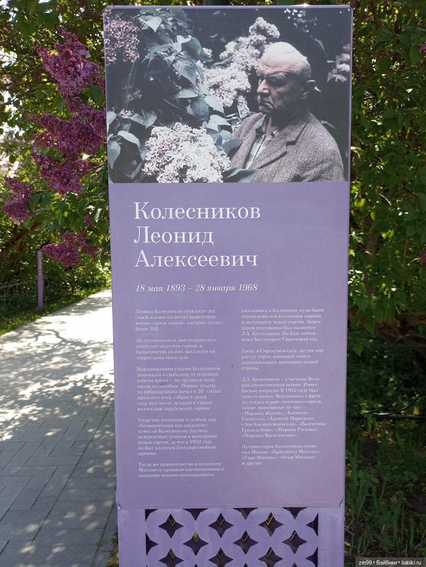 Сирень! Сиреневый сад в мае! Кукла Юлика Kidz'n'Cats