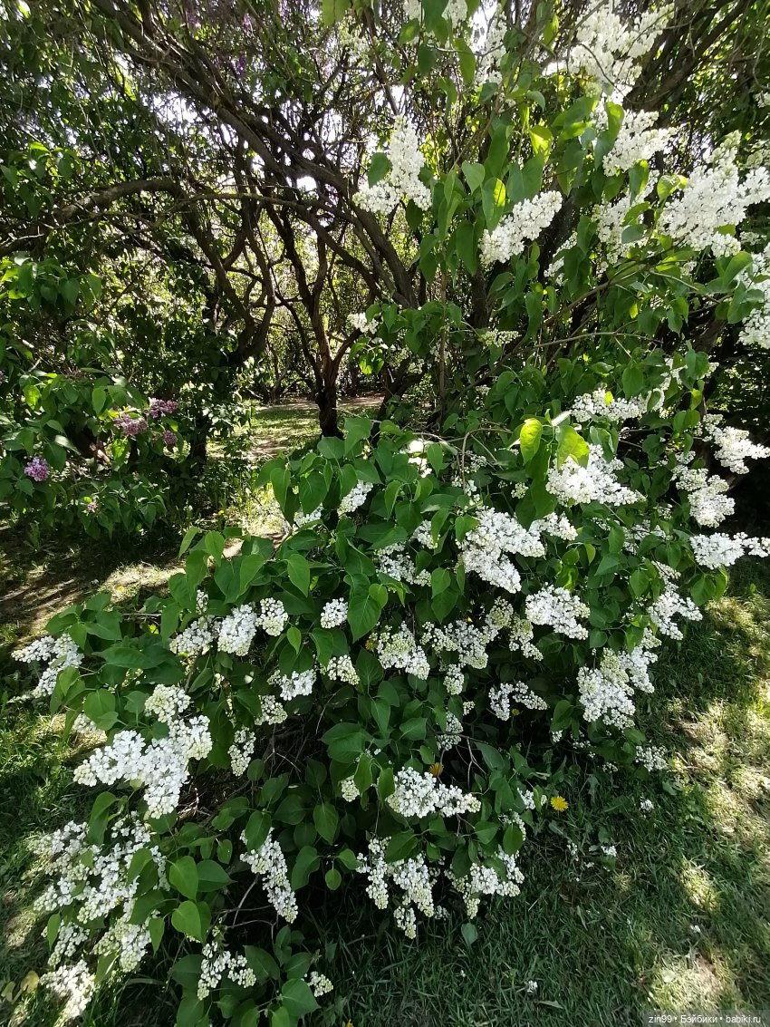 Сирень! Сиреневый сад в мае! Кукла Юлика Kidz'n'Cats