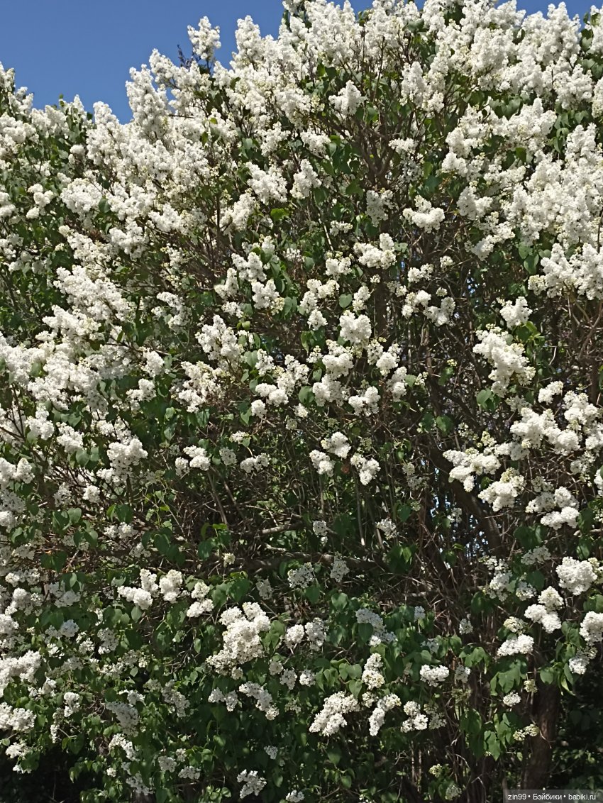 Сирень! Сиреневый сад в мае! Кукла Юлика Kidz'n'Cats