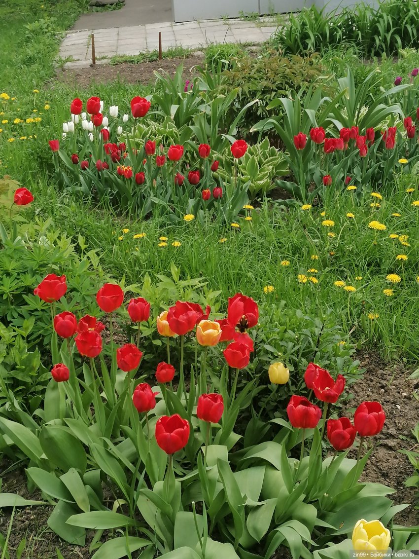 Тиара Сонг Rainbow High | Бэйбики Тиара Сонг Rainbow High — Куклы Rainbow High (Рейнбоу Хай