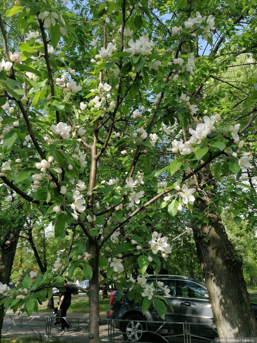 Тиара Сонг Rainbow High | Бэйбики Тиара Сонг Rainbow High — Куклы Rainbow High (Рейнбоу Хай